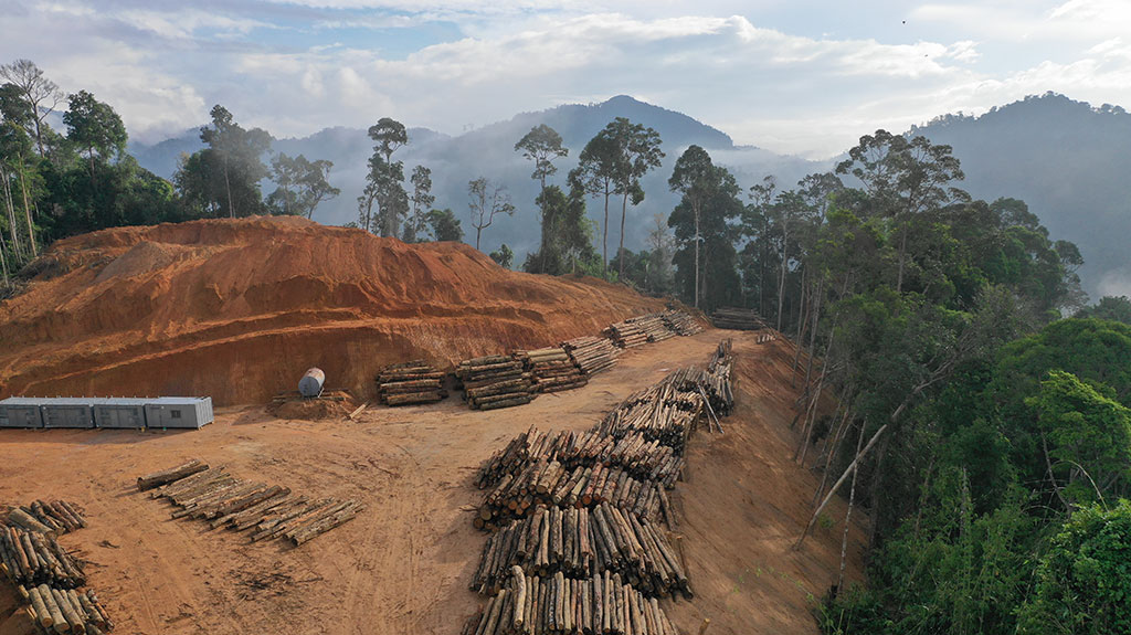 Clear Cutting Forests